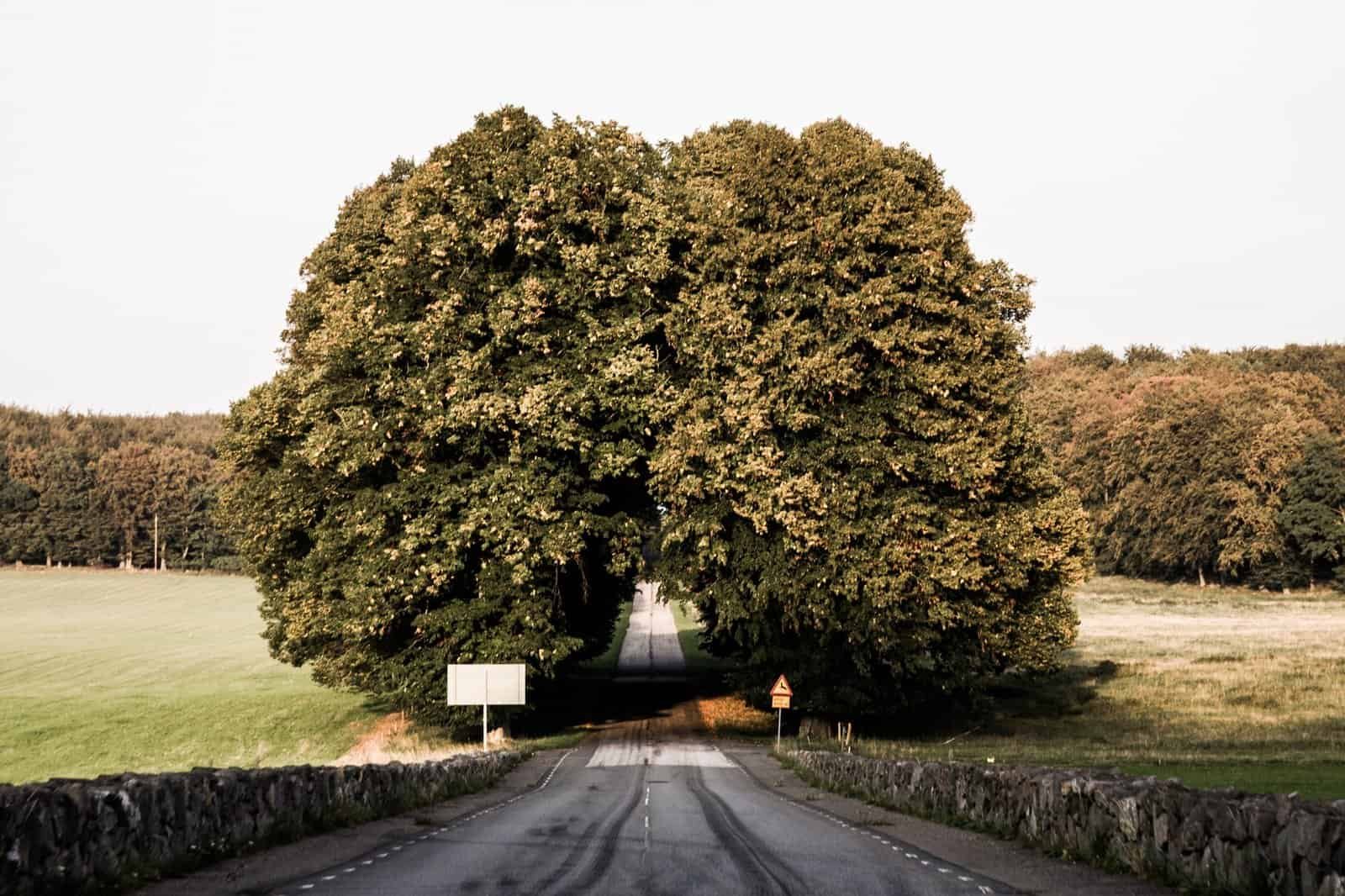 Big tree and road through it