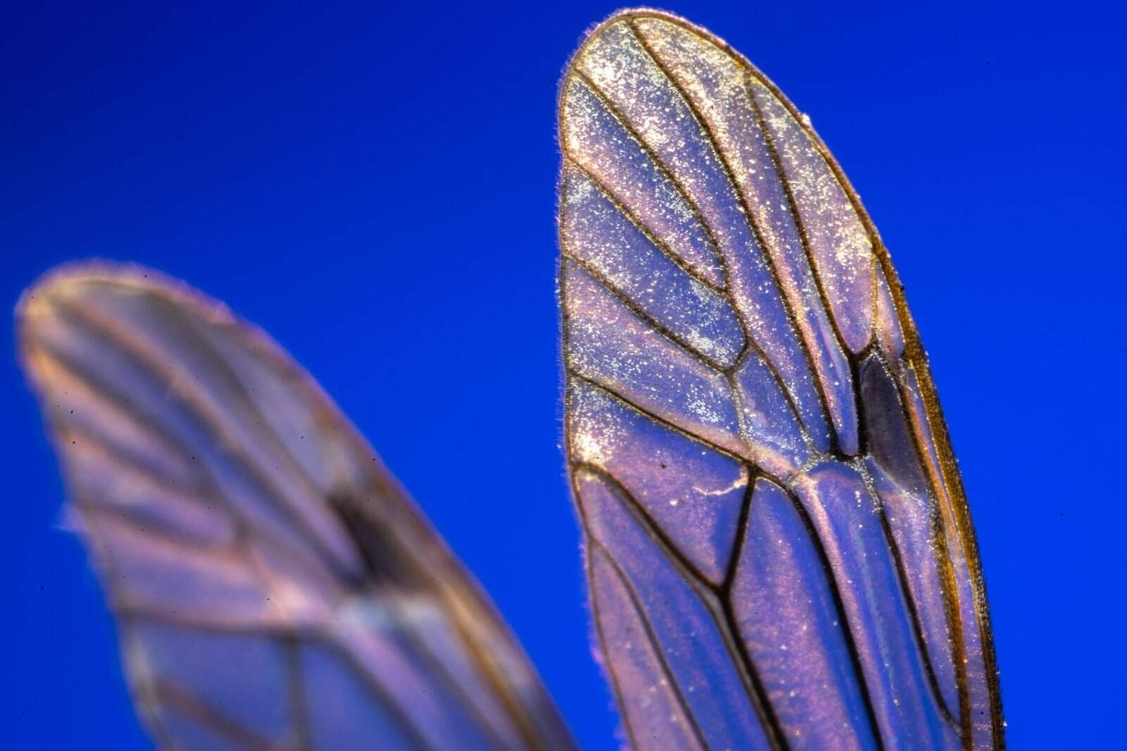 Glass wings