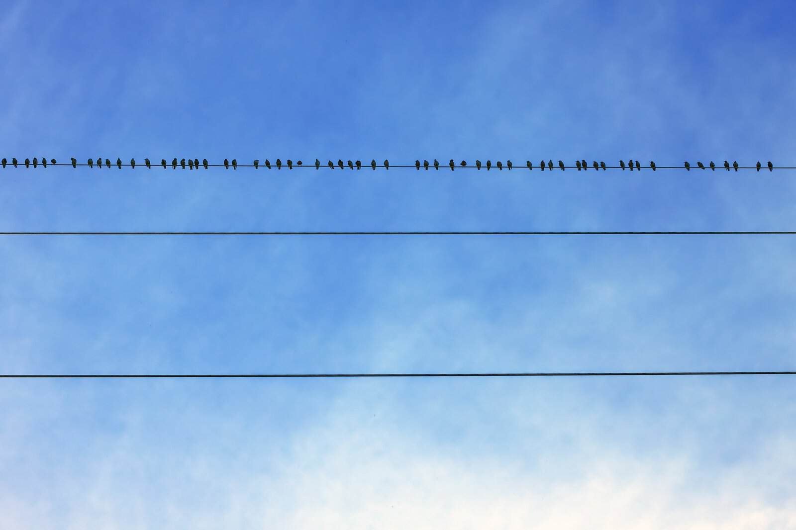 Birds on a Wire