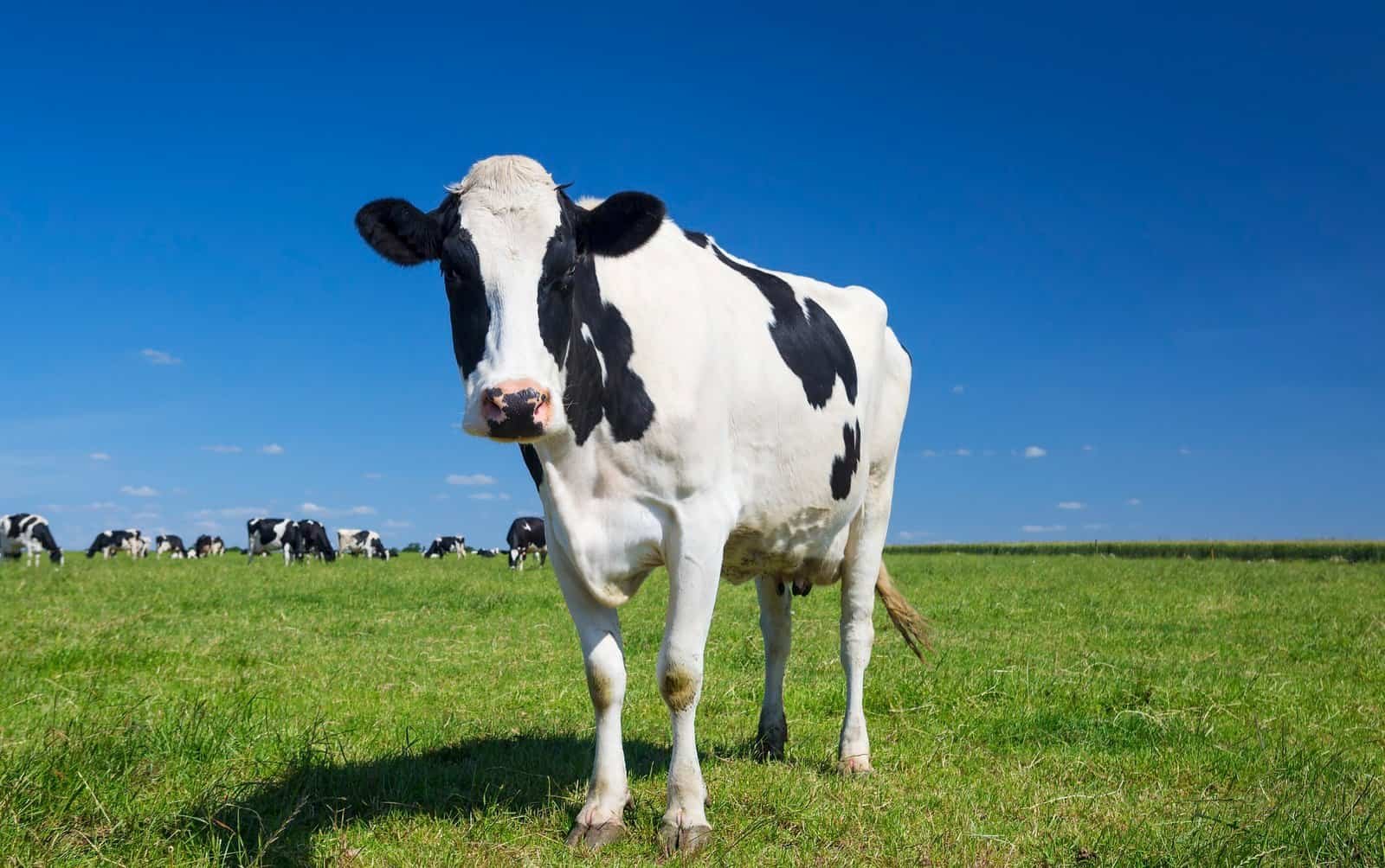 A cow in a pasture