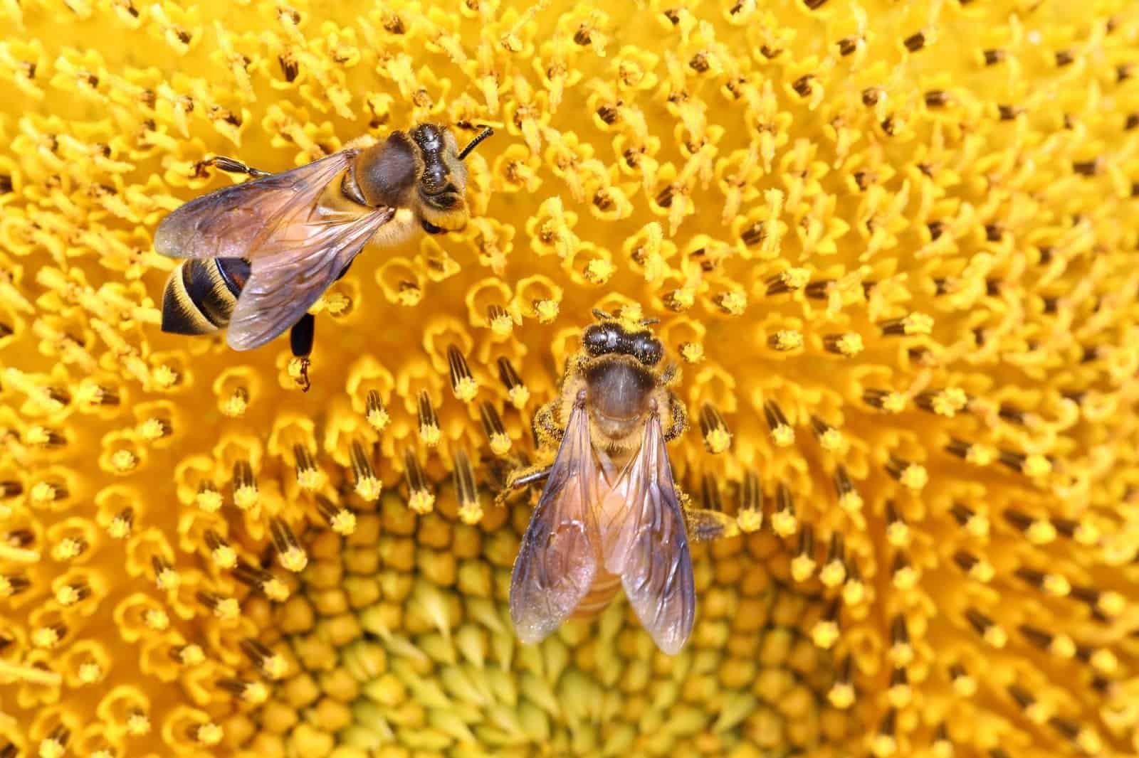 bees working together, collaboration, multi-agent swarm