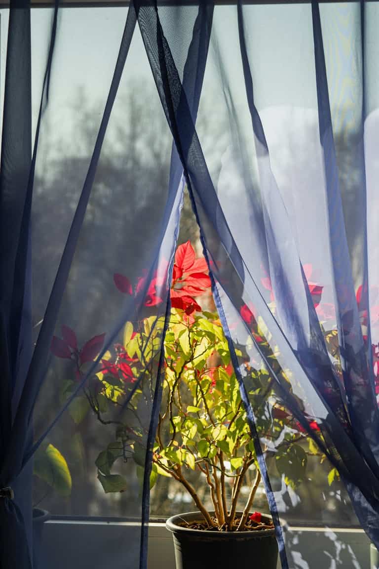 Soft morning light through a window symbolizing emotional healing after trauma.