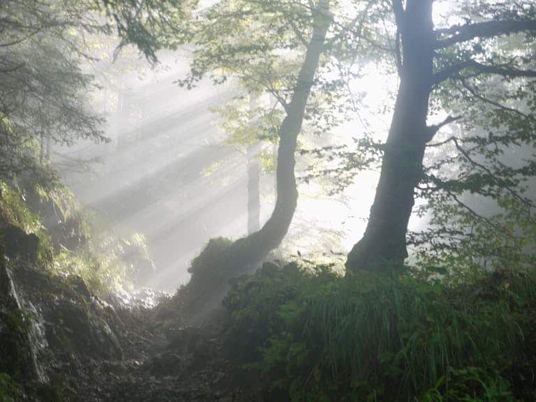 Enchanting morning mist and sunbeams in a lush forest setting, showing the process of recovering from trauma.