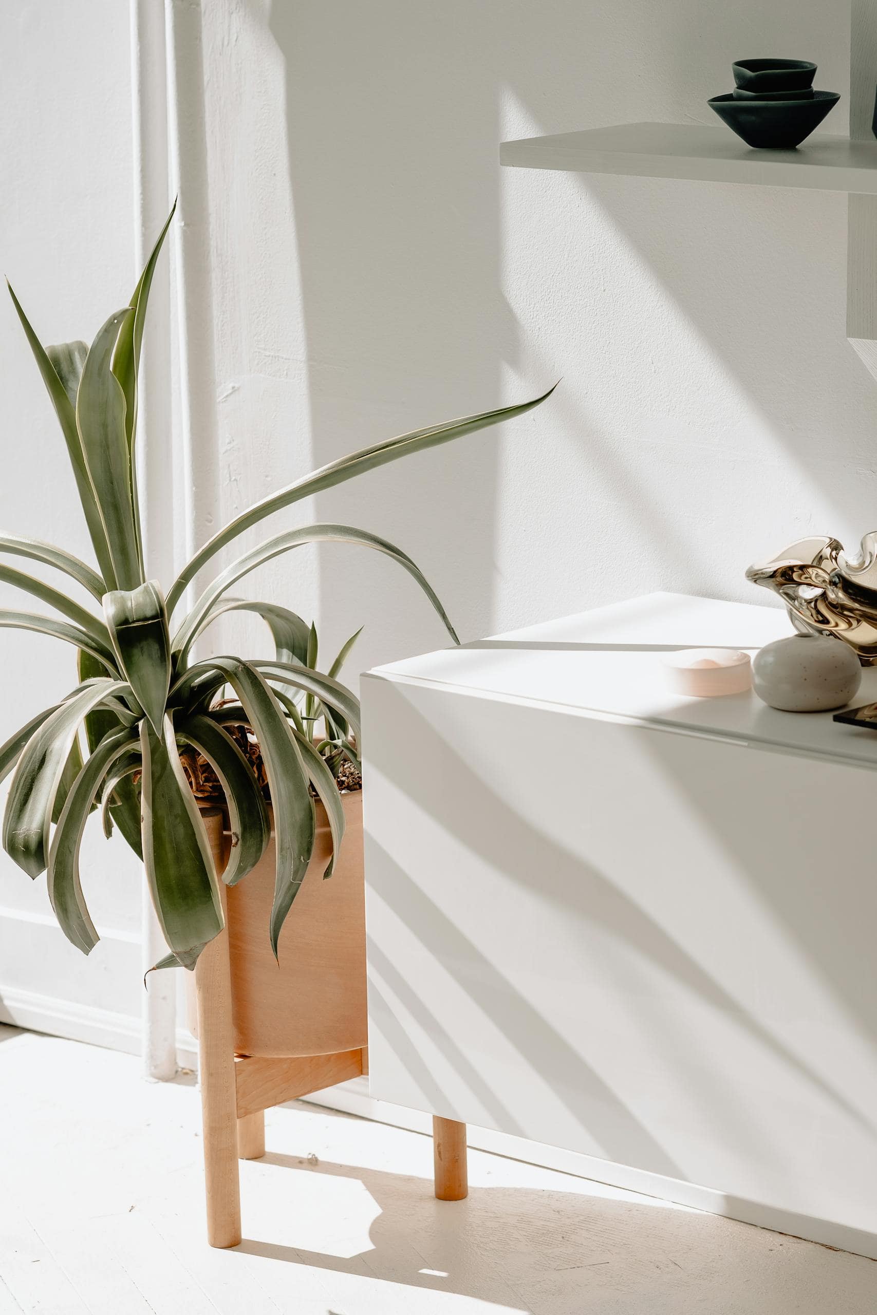 Potted plant by a sunlit window with a clean clear surface — how decluttering supports mental health and trauma recovery