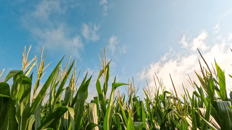 What Rainfed Growers Should Know About Soil Moisture Monitoring Systems