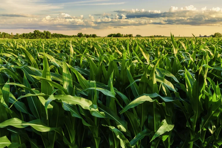 Boosting Rainfed Crop Yields with Soil Moisture Data