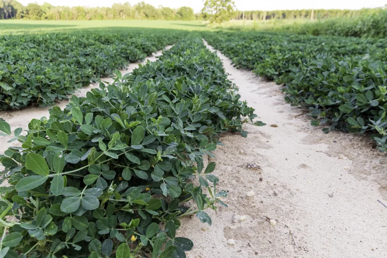 From guesswork to root-zone precision: how a South Georgia consultant boosted yields up to 60% over statewide averages