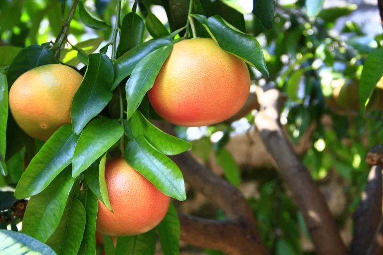 Grapefruit producers cut water costs by 68% while increasing profits 14% with CropX irrigation