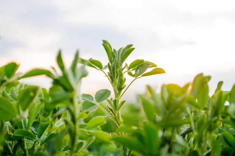 From gut feel to ground truth: how one Wyoming operator doubled alfalfa output and built a data-driven irrigation business