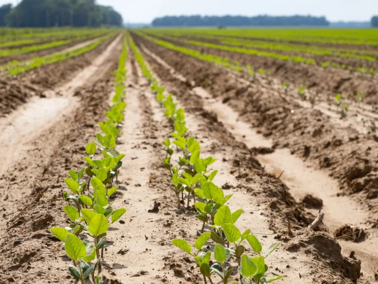 How CropX Soil Sensors Help Johnny Verell Make Smarter Dryland Decisions