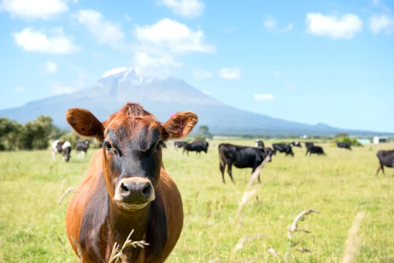 Dairy Holdings – CropX Case Study