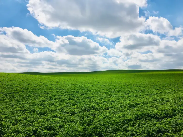 Nitrogen Leaching is a Timing Problem, Not a Fertilizer Problem