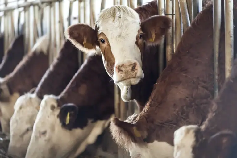 Agricultural Effluent Water Management with CropX: Testimonial by John Krull of Farm-Tech Inc.