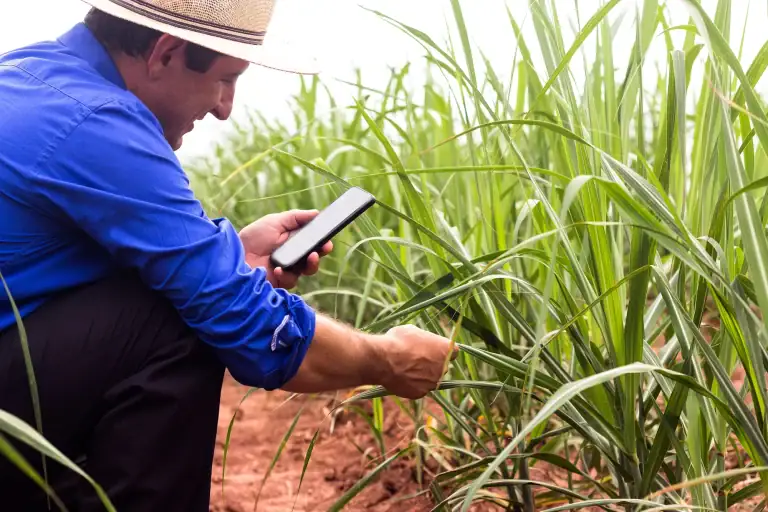 Sugarcane growers maximize profits with 70% yield increase using CropX technology