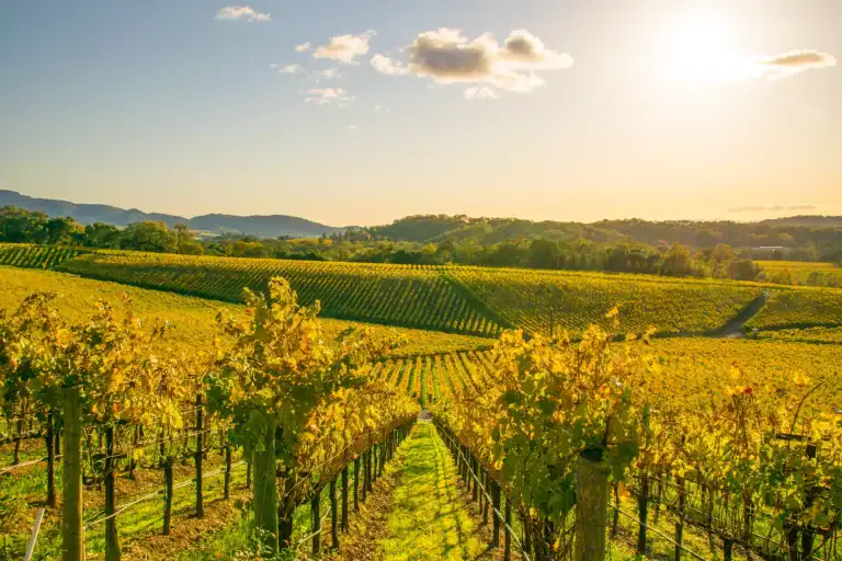 CropX Launches AI-Powered CropX Vision: Measuring Vineyard Water Stress with One Picture