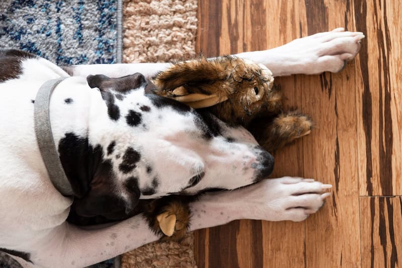Dog Cuddling Stuffed Toy Bunny On Floor 2022 08 01 04 23 00 Utc