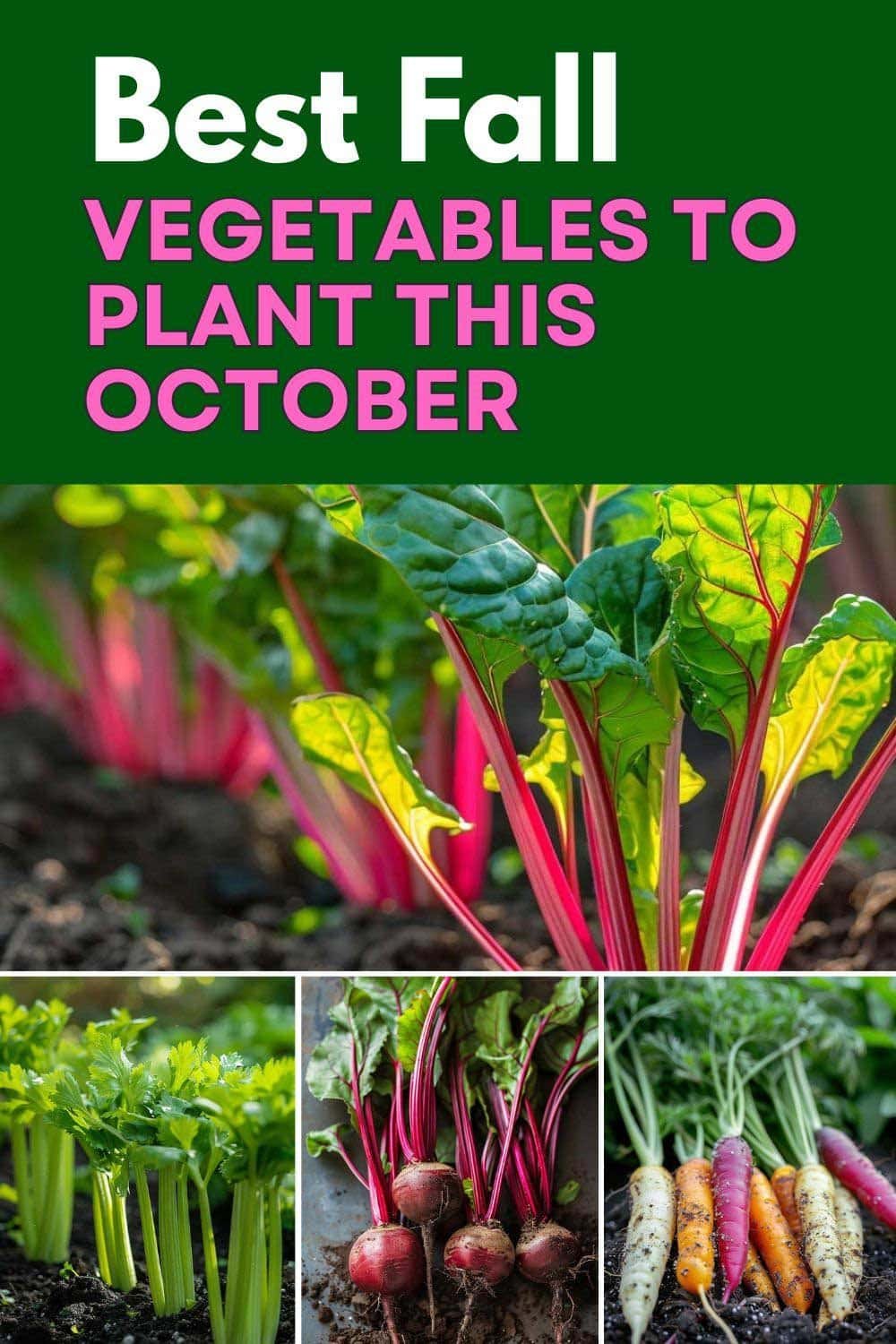 Best vegetables to plant in October – colorful carrots, kale, radishes, and beets freshly harvested from a cozy fall garden.