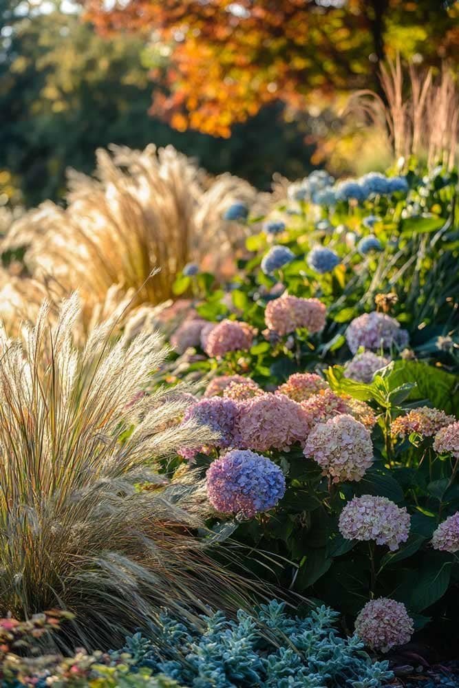 Garden bed with blooming hydrangeas and ornamental grasses