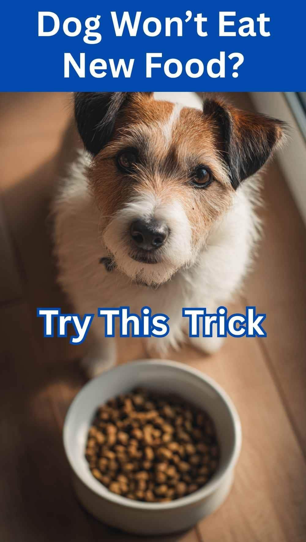 dog looking at dry food while a small drizzle of olive oil is added to help with picky eating and encourage the dog to eat new food