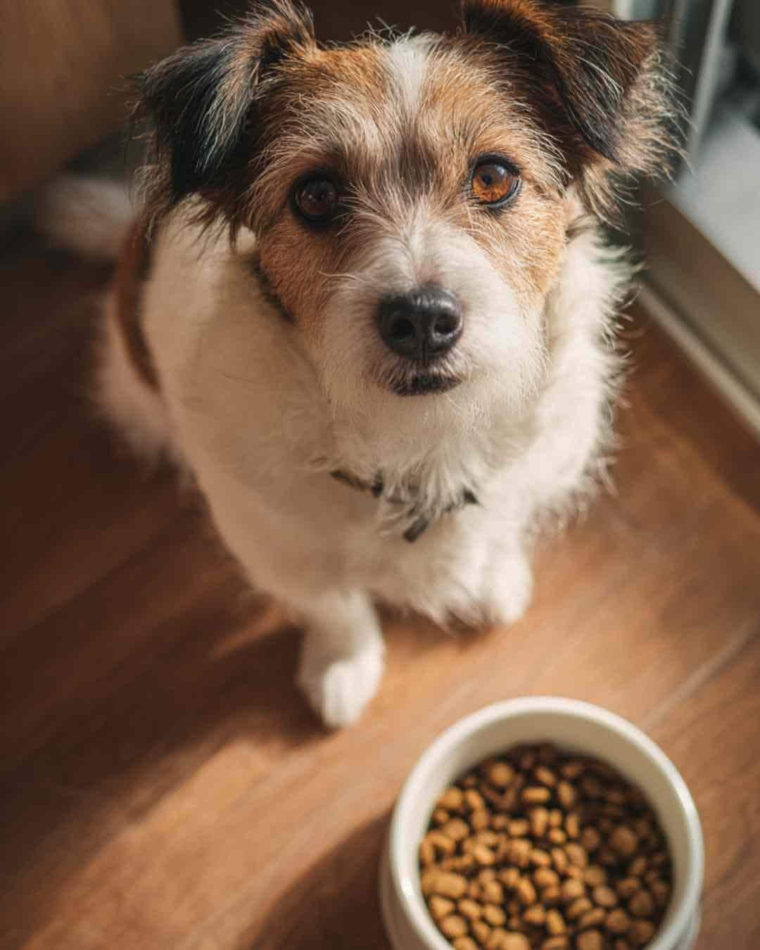 Dog won’t eat new food until olive oil is added to the kibble — simple trick for picky eaters