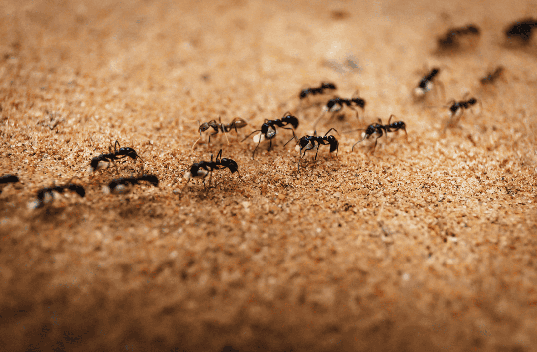 Ants crawling on sandy soil, highlighting common household pest issues.