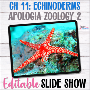 Powerpoint slide show about echinoderms - starfish, seastars