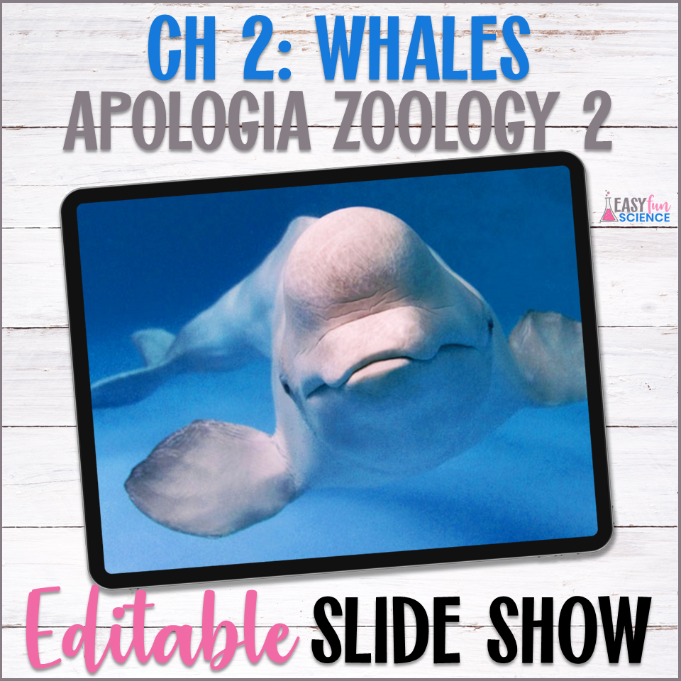 Whales Slide Show