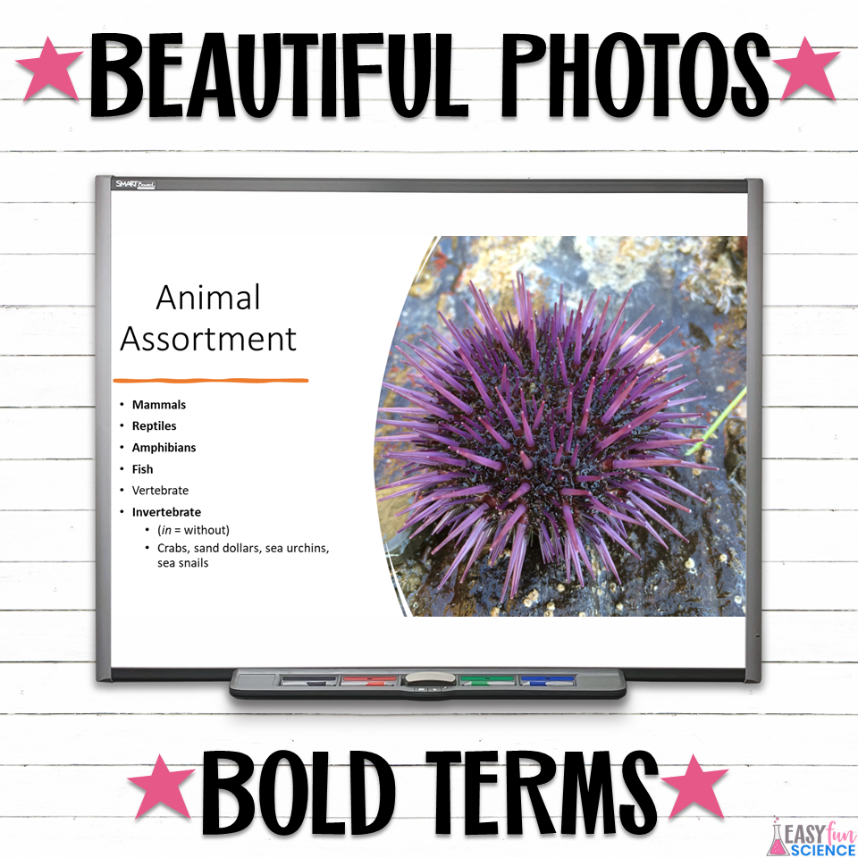Apologia Zoology 2 Swimming Creatures Ch 1 Aquatic Animals Slideshow | EDITABLE - Image 4