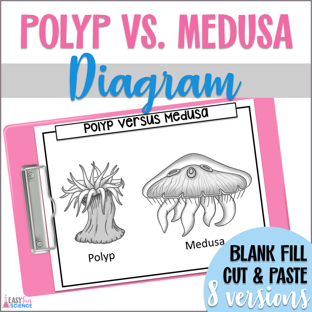 Diagrams of cnidaria poly and medusa stages