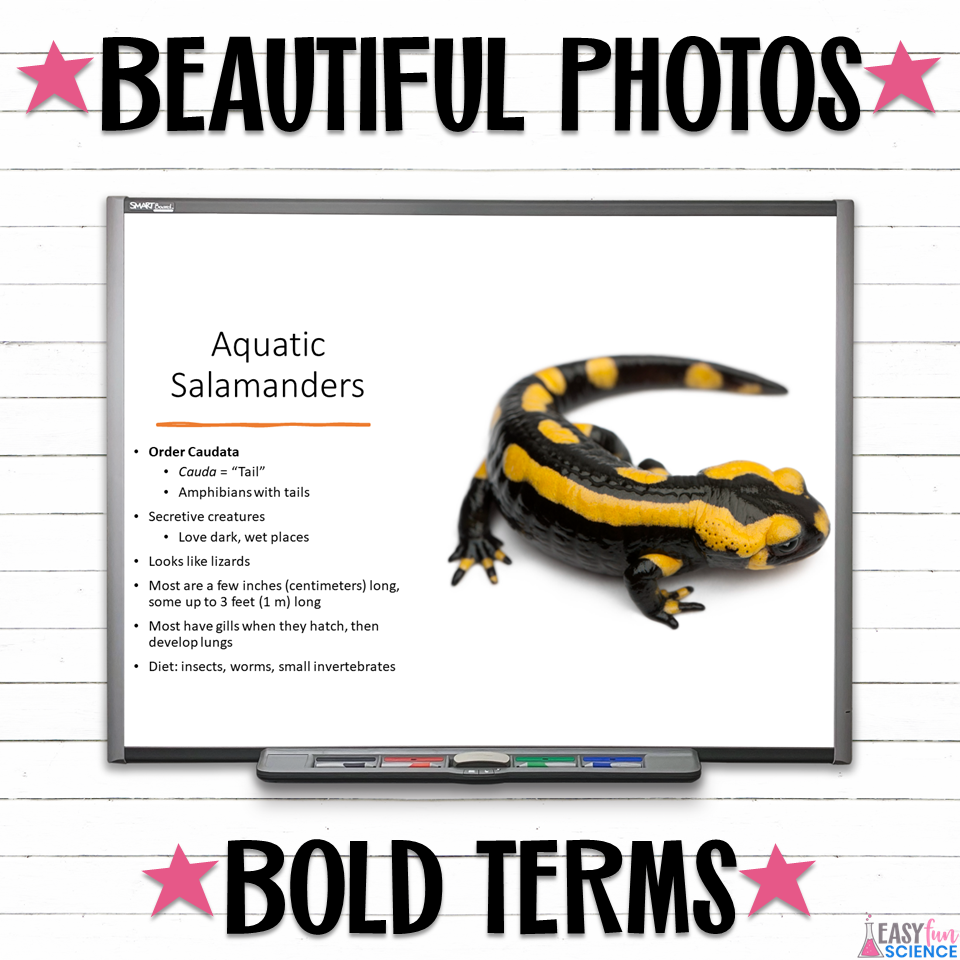 Apologia Zoology 2 Swimming Creatures Ch 4 Aquatic Herps Slideshow | EDITABLE - Image 4