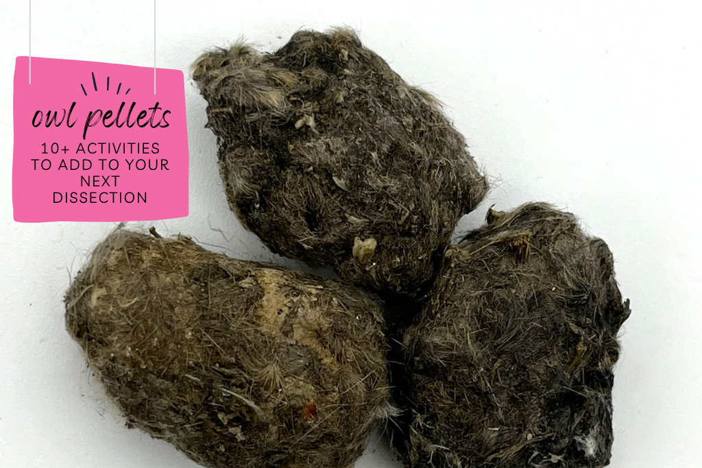 Getting ready for owl pellet dissections... Three owl pellets for owl pellet dissection with caption that reads "10+ activities to add to your next dissection."

