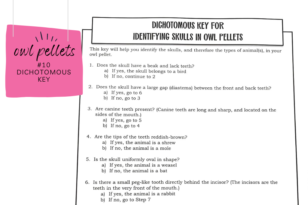 Dichotomous key for identifying skulls in owl pellets. Caption reads "Dichotomous key." This is helpful for students as they are identifying bones in their owl pellet dissections. 
