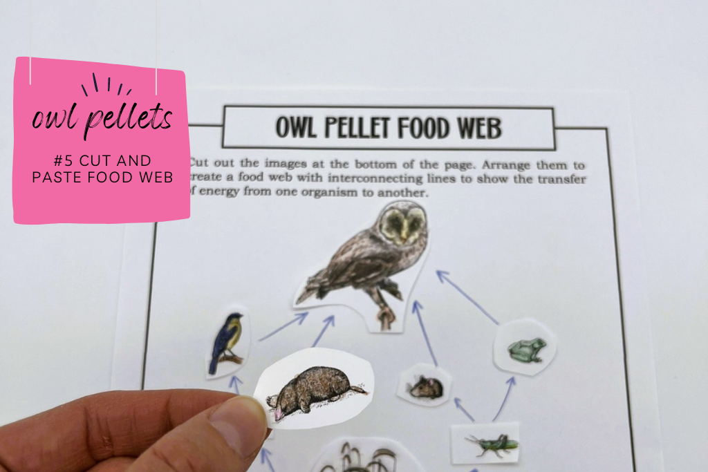 Owl pellet food web with images of a barn owl, blue bird, rat, mouse, frog, grasshopper and grass. Caption says "cut and paste food web." This is a good pre lab or post lab activity for owl pellet dissections. 