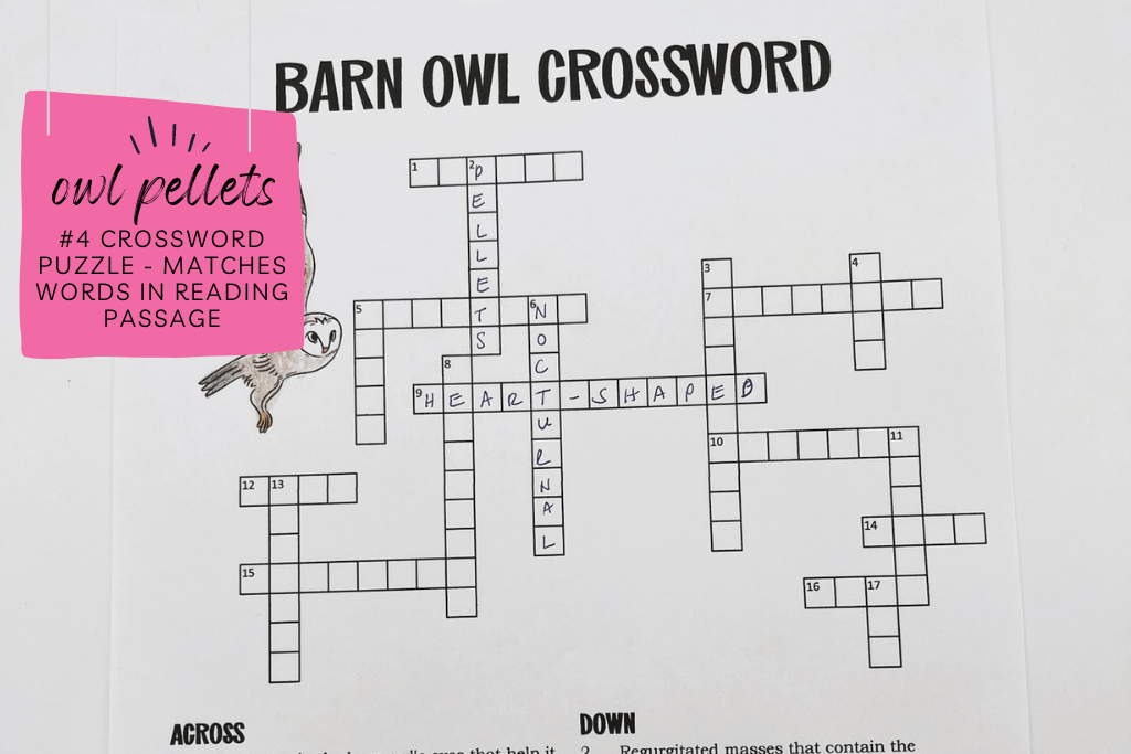 Barn owl crossword puzzle with caption that says "crossword puzzle - matches words in reading passage." This can be used as an assessment for owl pellet dissections. 
