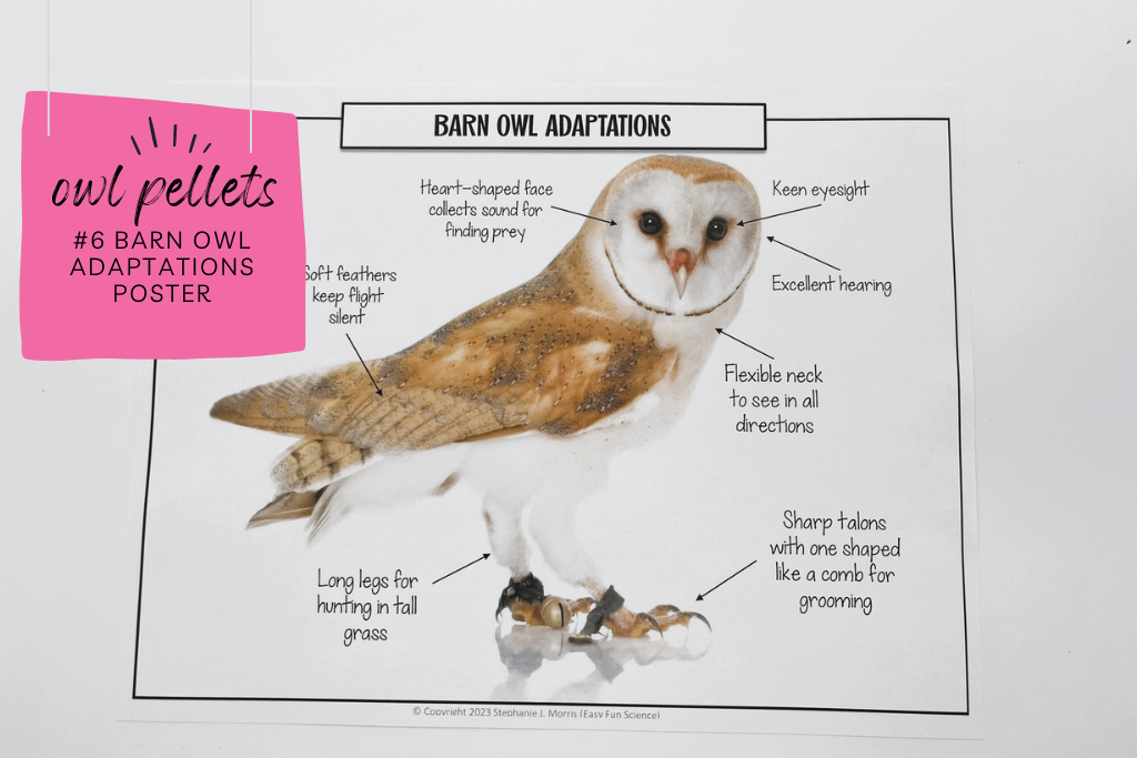 worksheet with image of a barn owl. all around the barn owl are captions describing different adaptations of barn owls, pointing to the place on the barn owl where the adaptation is located. Caption says "Barn owls adaptations poster." This helpful when introducing owl pellet dissections. 
