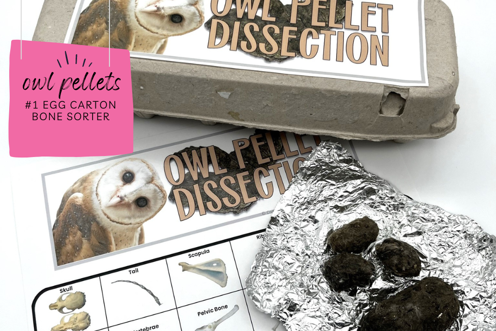 Four owl pellets on foil beside an owl pellet identification chart to be used with owl pellet dissections. An egg carton with a label that says "Owl Pellet Dissection" The caption reads "Egg carton bone sorter."
