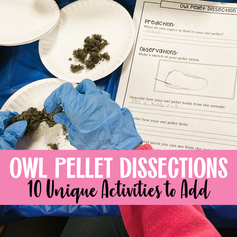 students conducting owl pellet dissections