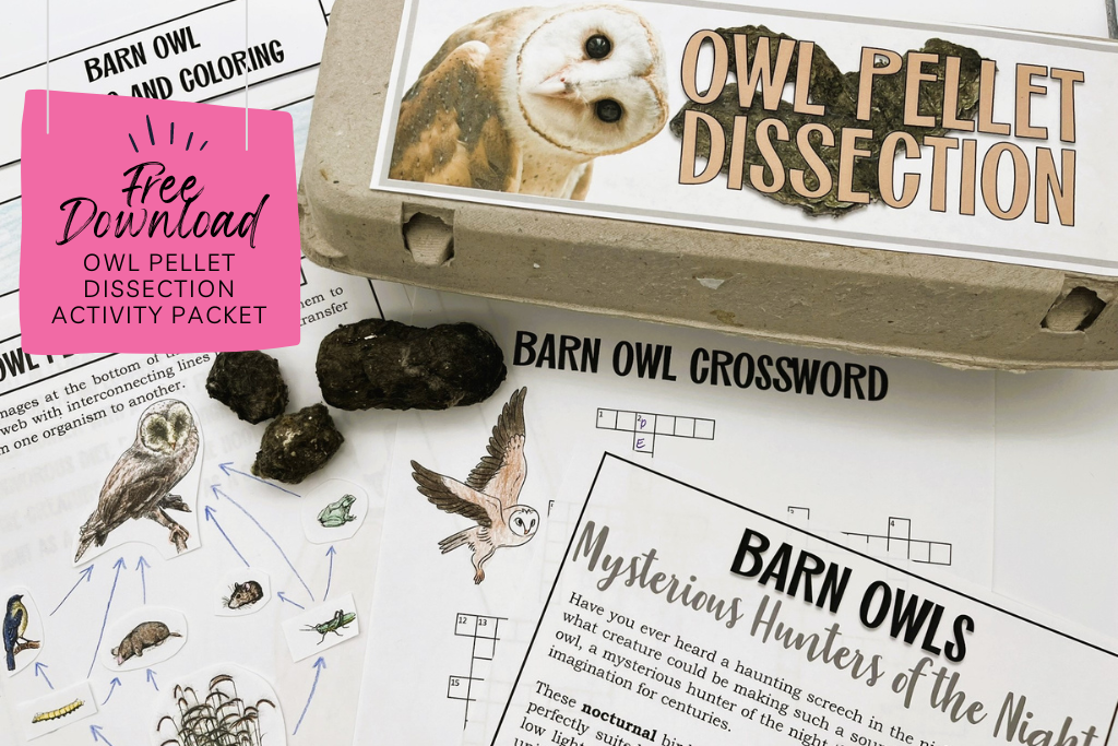 image captioned "Free Download Owl Pellet Dissection Activity Packet" with images of a barn owl reading passage, barn owl crossword puzzle, three owl pellets, barn owl food web, barn owl acrostic and coloring page. The label on the egg carton states "owl pellet dissection"
