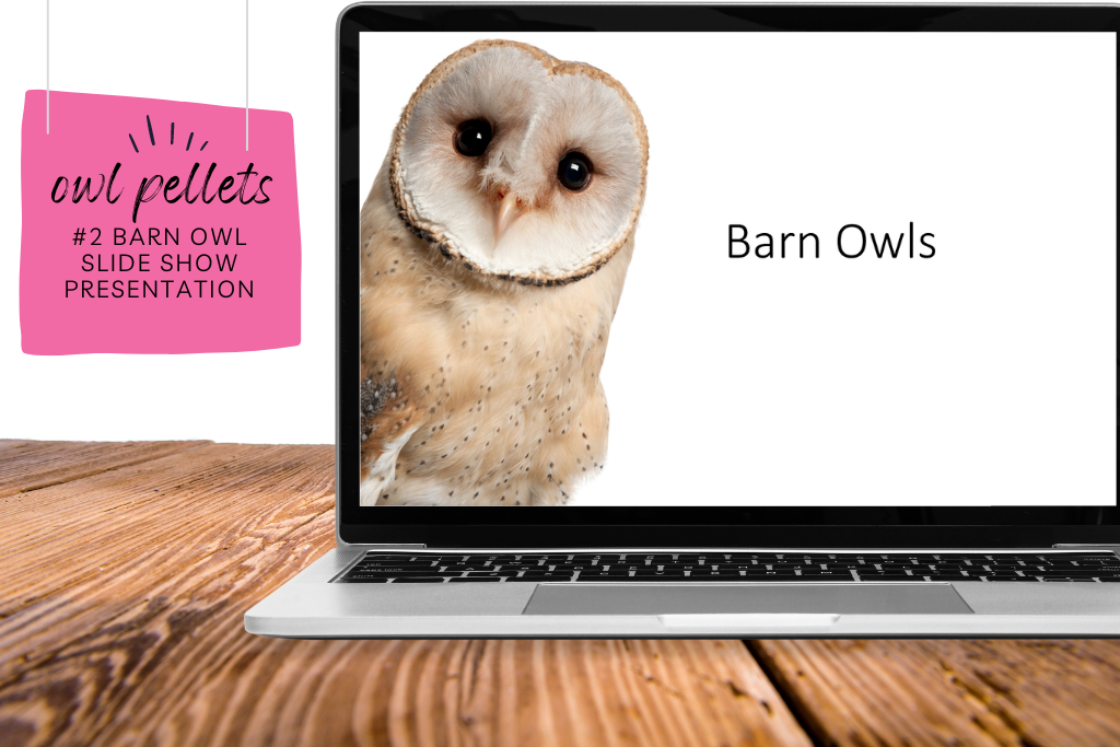 Barn owl slide show powerpoint presentation on a computer screen with caption that stating "barn owl slide show presentation." This is a good introduction for owl pellet dissections. 

