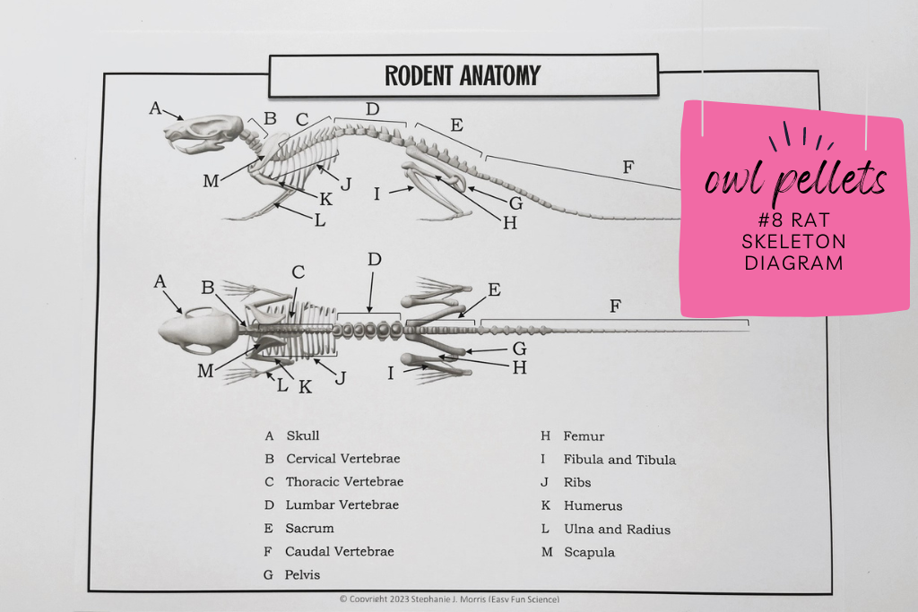 rat skeleton diagram which labels the major bones in a rat's skeleton. The caption reads "Rodent Skeleton Diagram." This is helpful for students when they are doing their owl pellet dissections. 
