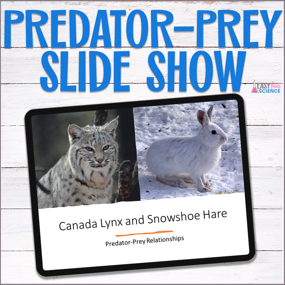 Predator-prey cycle of canada lynx and snowshoe hare
