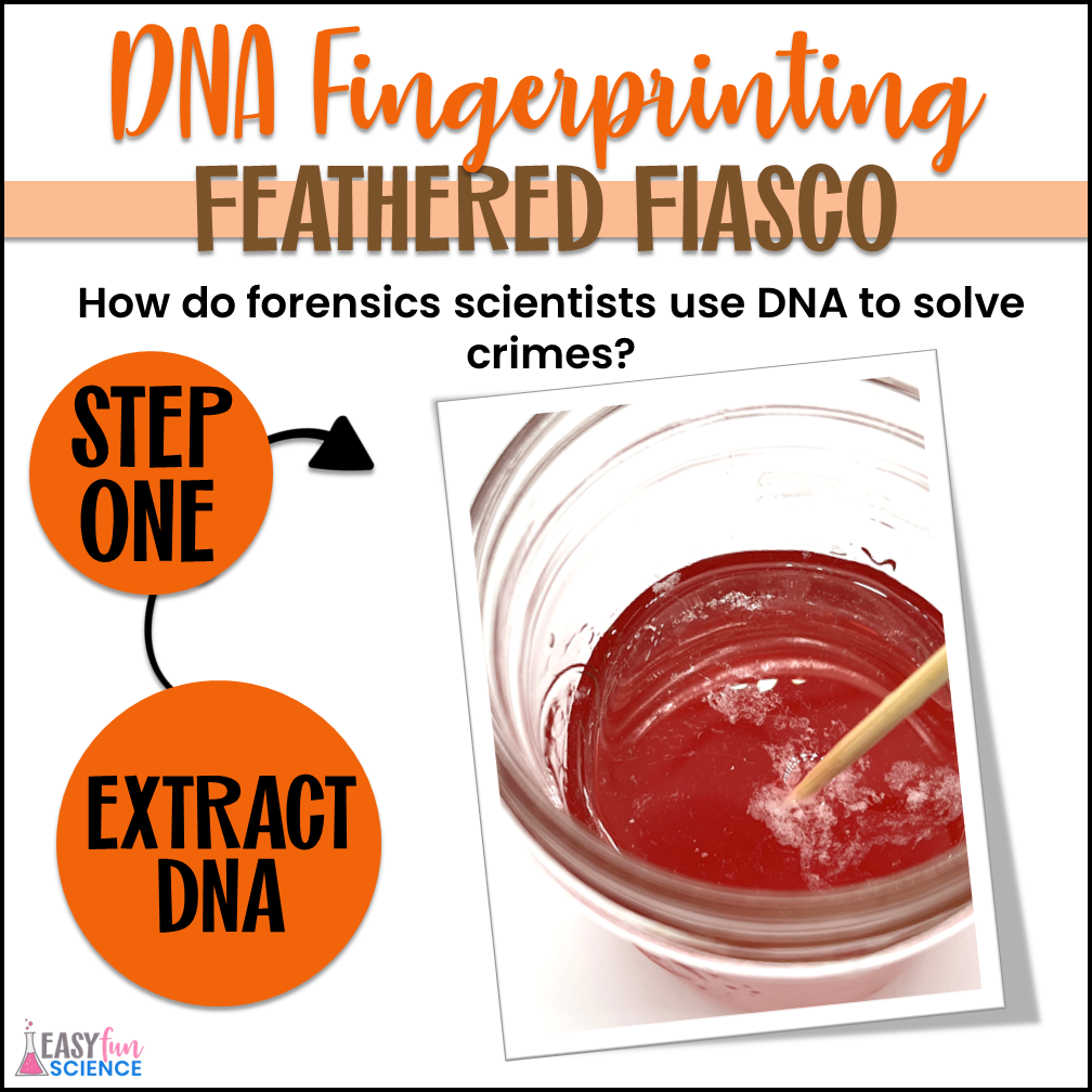 Strawberry DNA Extraction
