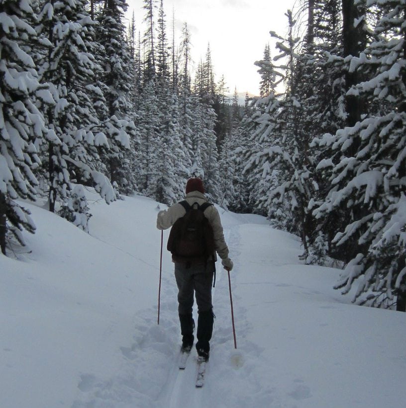 Cross country skier skiing through forest