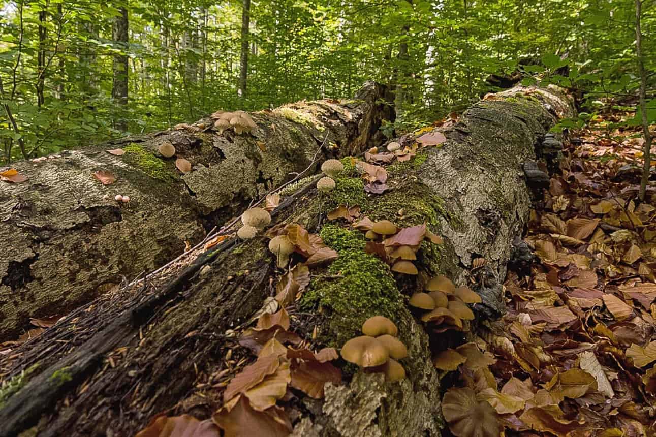 Zacharovanyy Kray WILDForest