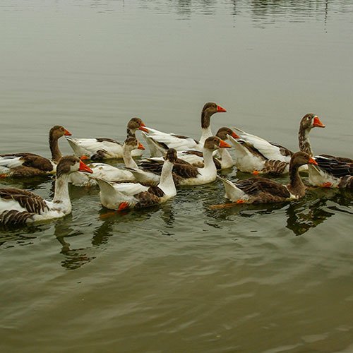 Ducks on pond