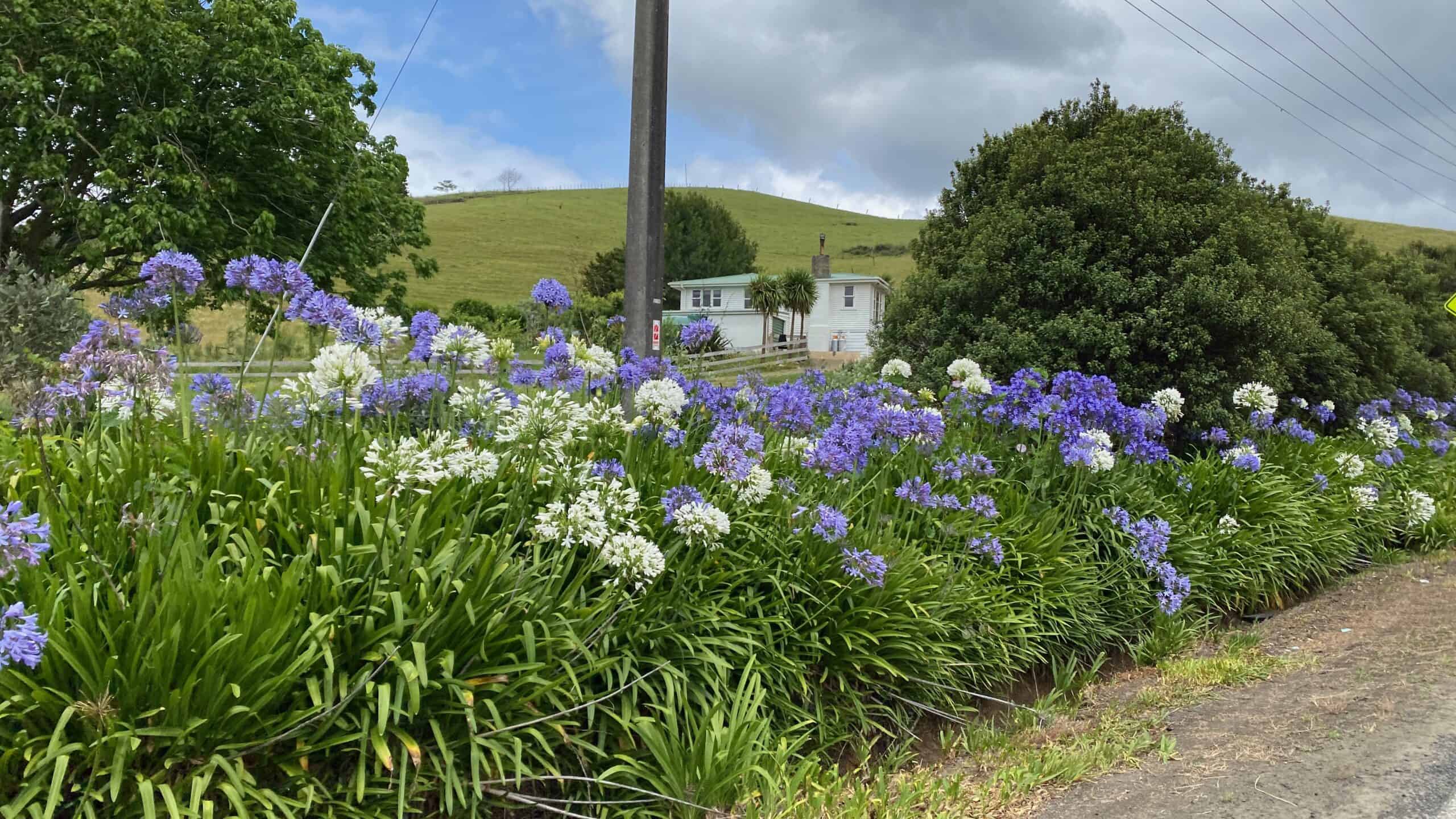 Pretty wild flowers at the side of the road
