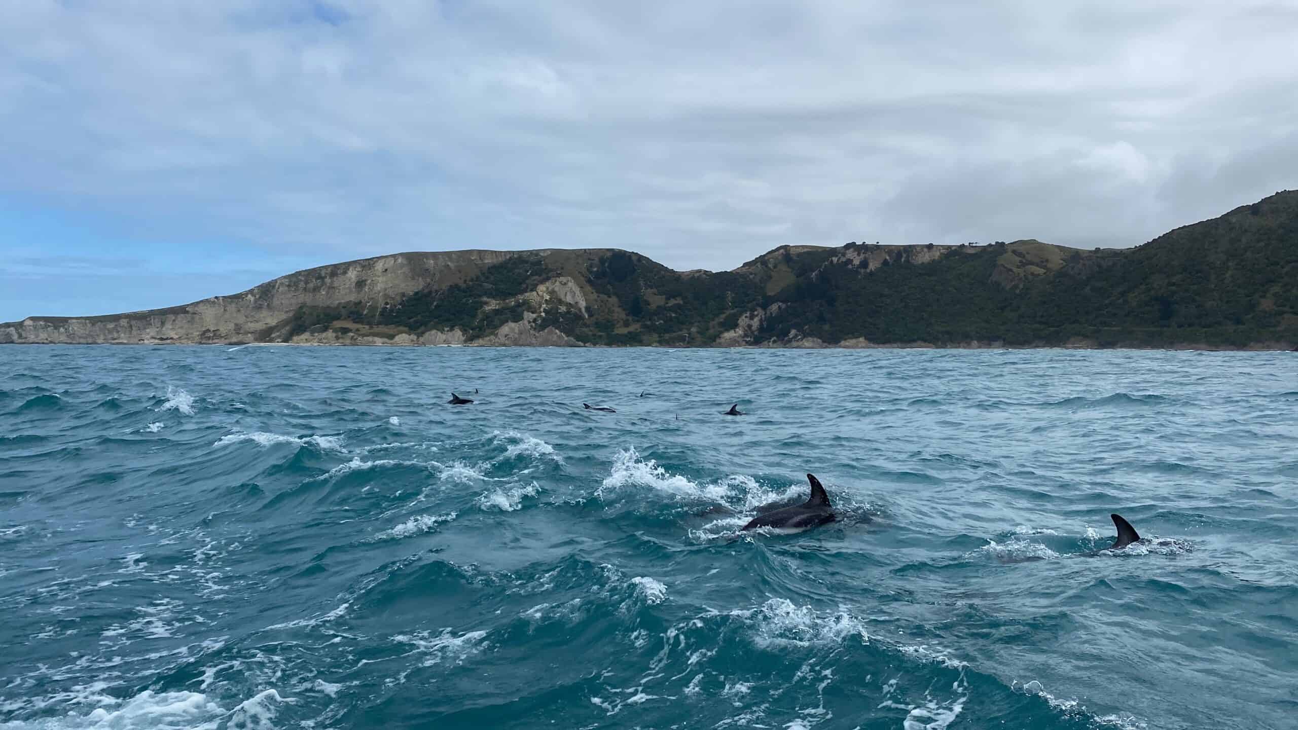 The dusky dolphins in Kaikoura