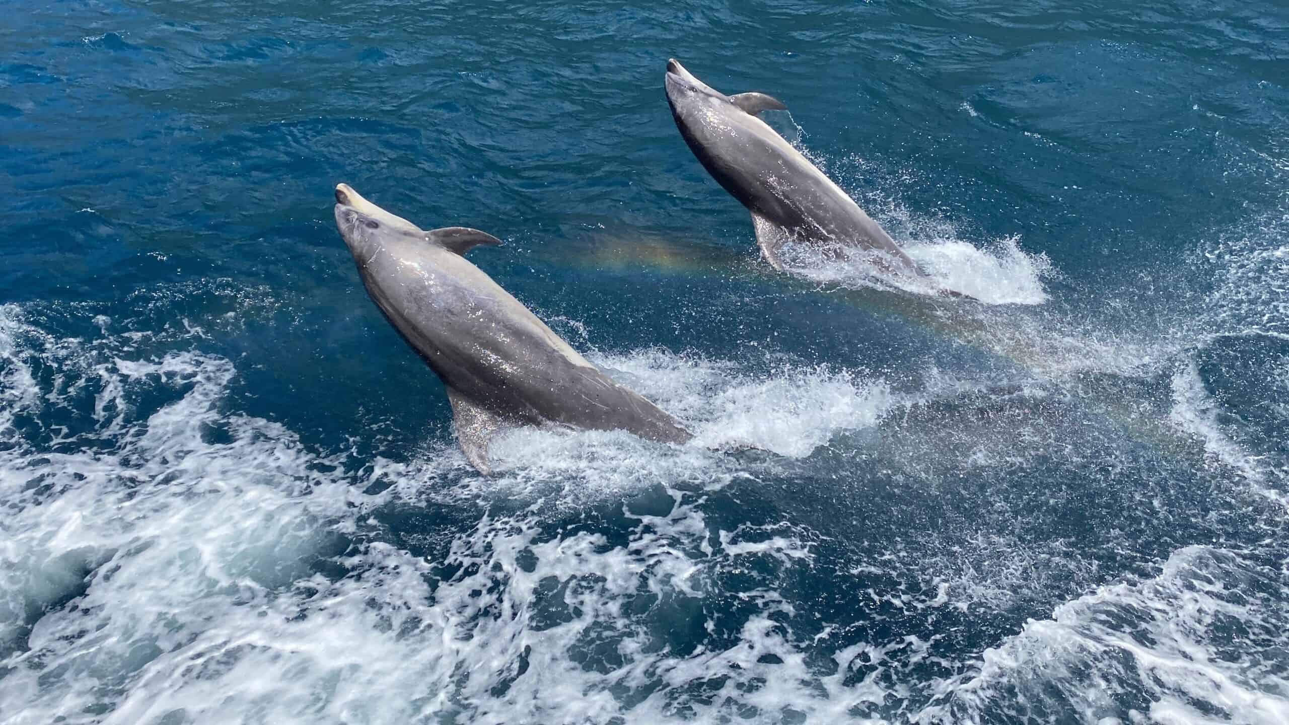 A show from the bottlenose dolphins in Milford Sound is a definite reason to why New Zealand is worth visiting