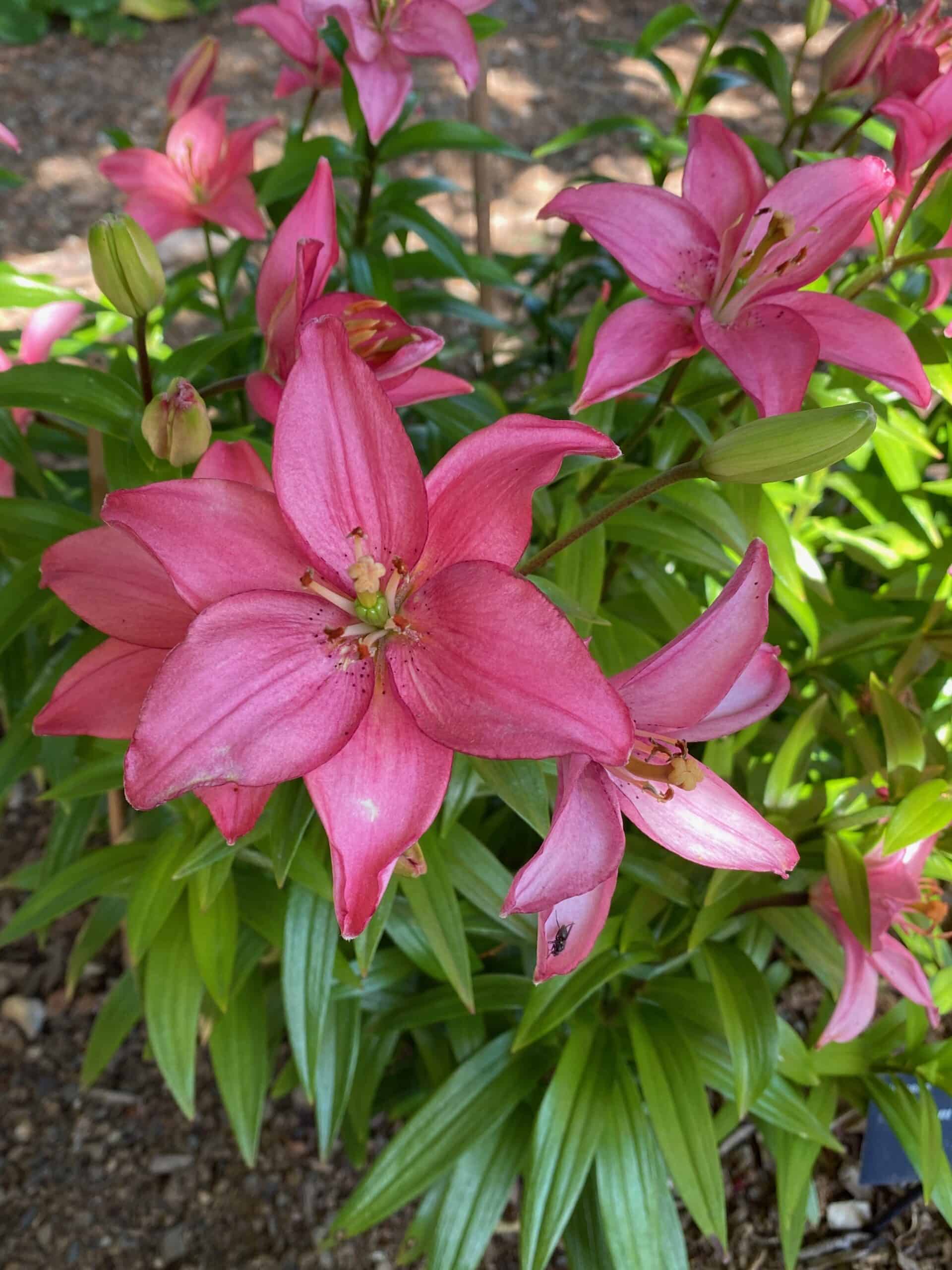 Lilies growing in the Botanical Garden