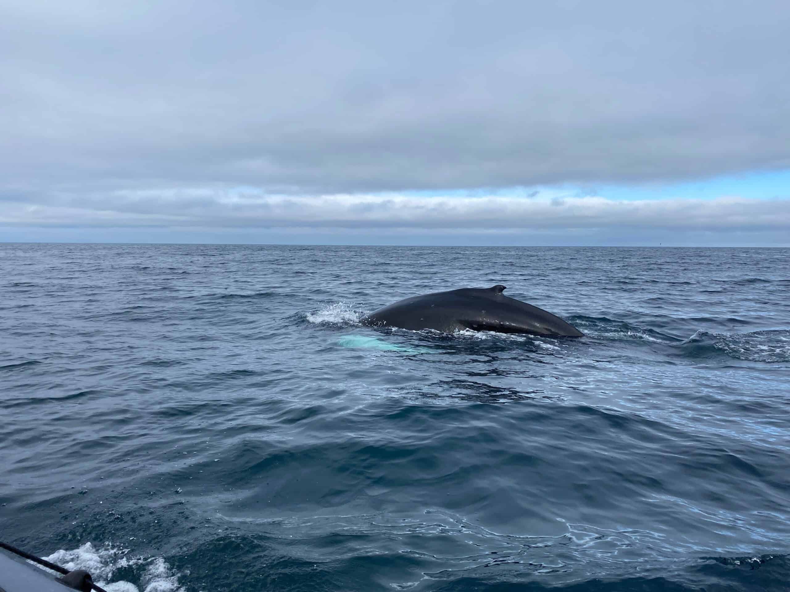 Humpback whale in Iceland
